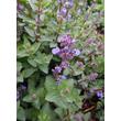 Kép 3/4 - Nepeta x faassenii 'Purrsian Blue' – Macskamenta