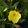 Kép 1/2 - Oenothera macrocarpa (missouriensis) - Missouri ligetszépe