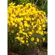 Kép 2/5 - Oenothera fruticosa 'Sonnenwende' - Négyszögletes ligetszépe
