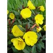 Kép 1/5 - Oenothera fruticosa 'Sonnenwende' - Négyszögletes ligetszépe