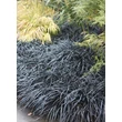 Kép 2/5 - Ophiopogon planiscapus 'Niger' – Feketelombú, laposszárú kígyószakáll