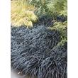 Kép 2/5 - Ophiopogon planiscapus 'Niger' – Feketelombú, laposszárú kígyószakáll
