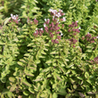 Kép 2/3 - Origanum vulgare 'Compactum' - Tömött vadmajora levélzetnna (szurokfű; oregano) lombozat