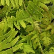 Kép 1/2 - Osmunda regalis 'Purpurea' – Királypáfrány