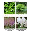 Kép 2/2 - Pachysandra terminalis 'Green Carpet' - Japán kövérke