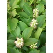 Kép 3/5 - Pachysandra terminalis - Japán kövérke habitusa