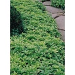 Kép 1/5 - Pachysandra terminalis - Japán kövérke