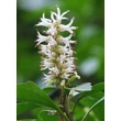 Kép 4/5 - Pachysandra terminalis - Japán kövérke virága