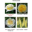 Kép 2/2 - Paeonia lactiflora 'Bridal Icing' – Illatos bazsarózsa