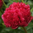 Kép 1/2 - Paeonia hybrid 'Command Performance' – Hibrid bazsarózsa