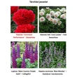 Kép 2/2 - Paeonia hybrid 'Command Performance' – Hibrid bazsarózsa