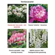 Kép 3/3 - Paeonia itoh 'Cora Louise' – Itoh bazsarózsa