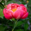 Kép 2/7 - Paeonia hybrid 'Coral Charm' – Hibrid bazsarózsa rendelés