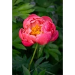 Kép 3/7 - Paeonia hybrid 'Coral Charm' – Hibrid bazsarózsa rendelés