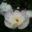 Kép 1/2 - Paeonia lactiflora 'Immaculee' – Illatos bazsarózsa