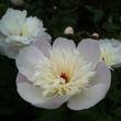 Kép 1/2 - Paeonia lactiflora 'Immaculee' – Illatos bazsarózsa