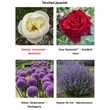 Kép 2/2 - Paeonia lactiflora 'Immaculee' – Illatos bazsarózsa