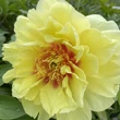 Kép 2/4 - Paeonia itoh 'Bartzella' – Itoh bazsarózsa