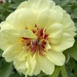 Kép 3/4 - Paeonia itoh 'Bartzella' – Itoh bazsarózsa
