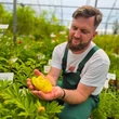 Kép 2/5 - Paeonia itoh 'Bartzella' – Itoh bazsarózsa