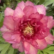 Kép 1/4 - Paeonia itoh 'Hilary' – Itoh bazsarózsa