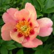 Kép 1/2 - Paeonia itoh 'Old Rose Dandy' – Itoh bazsarózsa