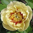 Kép 1/2 - Paeonia itoh 'Prairie Charm' – Itoh bazsarózsa