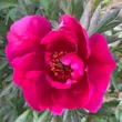 Kép 1/3 - Paeonia x ITOH 'Unique' – Itoh bazsarózsa