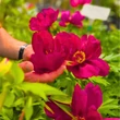 Kép 3/3 - Paeonia x ITOH 'Unique' – Itoh bazsarózsa