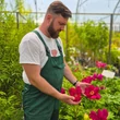 Kép 2/3 - Paeonia x ITOH 'Unique' – Itoh bazsarózsa