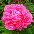 Kép 1/2 - Paeonia lactiflora 'Alexander Fleming' – Illatos bazsarózsa