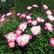 Kép 2/3 - Paeonia lactiflora 'Bowl of Beauty' – Illatos bazsarózsa