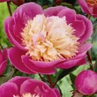 Kép 1/3 - Paeonia lactiflora 'Bowl of Beauty' – Illatos bazsarózsa