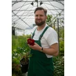 Kép 2/2 - Paeonia lactiflora 'Buckeye Belle' – Illatos bazsarózsa