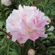 Kép 1/2 - Paeonia lactiflora 'Catharina Fontyn' – Illatos bazsarózsa