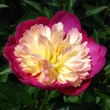 Kép 2/2 - Paeonia lactiflora 'Gay Paree' – Illatos bazsarózsa