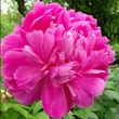 Kép 1/2 - Paeonia lactiflora 'Gilbert Barthelot' – Illatos bazsarózsa