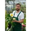 Kép 2/6 - Paeonia lactiflora 'Jan van Leeuwen' – Illatos bazsarózsa