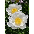 Kép 1/5 - Paeonia lactiflora 'Jan van Leeuwen' – Illatos bazsarózsa