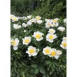 Kép 2/5 - Paeonia lactiflora 'Jan van Leeuwen' – Illatos bazsarózsa habitusa