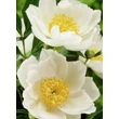 Kép 3/5 - Paeonia lactiflora 'Jan van Leeuwen' – Illatos bazsarózsa virágai