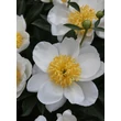 Kép 4/5 - Paeonia lactiflora 'Jan van Leeuwen' – Illatos bazsarózsa virágai