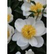 Paeonia lactiflora 'Jan van Leeuwen' – Illatos bazsarózsa virágai