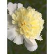 Kép 4/5 - Paeonia lactiflora 'Laura Dessert' – Illatos bazsarózsa