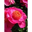 Kép 1/5 - Paeonia lactiflora 'Neon' – Illatos bazsarózsa