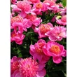 Kép 2/5 - Paeonia lactiflora 'Neon' – Illatos bazsarózsa
