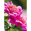 Kép 3/5 - Paeonia lactiflora 'Neon' – Illatos bazsarózsa