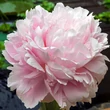 Kép 1/6 - Paeonia lactiflora 'Pillow Talk' – Illatos bazsarózsa