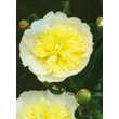 Kép 2/2 - Paeonia lactiflora 'Primevére' – Illatos bazsarózsa