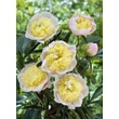 Kép 1/2 - Paeonia lactiflora 'Primevére' – Illatos bazsarózsa